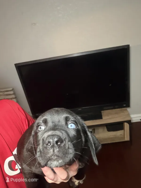 Black/Spotted Stubtail – Australian Shepherd, Great Dane puppy for sale in Tulsa, OK