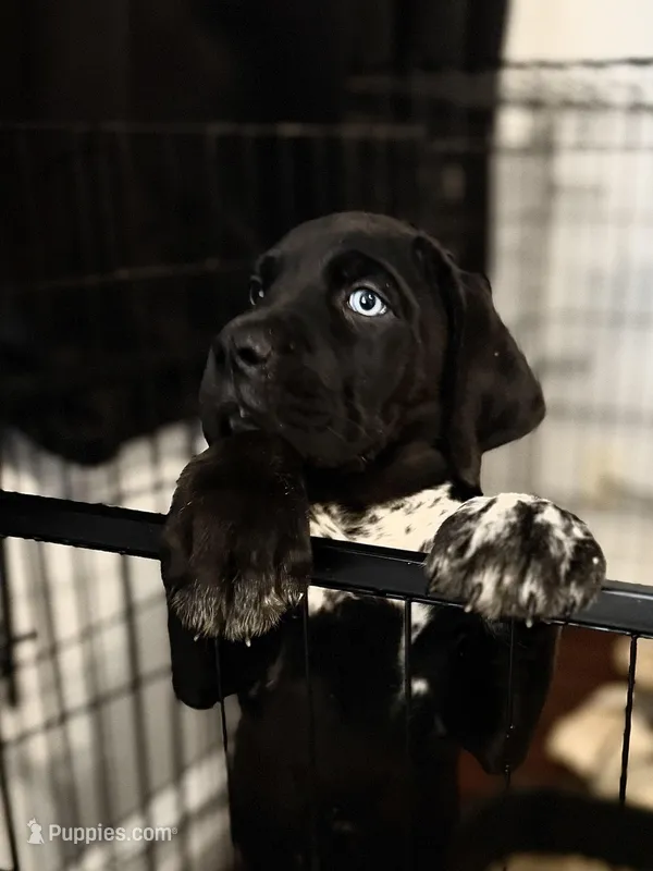 Black/Spotted Stubtail – Australian Shepherd, Great Dane puppy for sale in Tulsa, OK