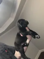 Black/Spotted Stubtail, a male Australian Shepherd and Great Dane for sale in Tulsa, OK – Photo 2 of 7