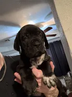 Black/Spotted Stubtail, a male Australian Shepherd and Great Dane for sale in Tulsa, OK – Photo 3 of 7