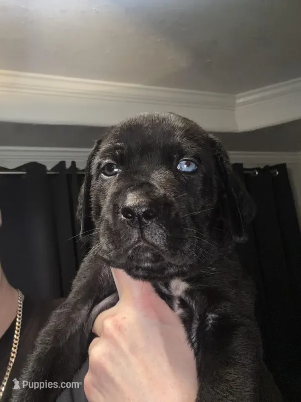 Black/Spotted Stubtail