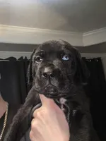 Black/Spotted Stubtail, a male Australian Shepherd and Great Dane for sale in Tulsa, OK – Photo 1 of 7