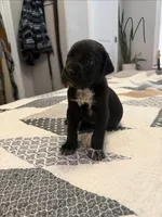 Black/Spotted Stubtail, a male Australian Shepherd and Great Dane for sale in Tulsa, OK – Photo 4 of 7