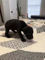 Black/Spotted Stubtail, a male Australian Shepherd and Great Dane for sale in Tulsa, OK – Photo 5 of 7