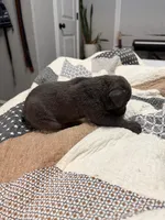 Blue/ Stub tail, a female Australian Shepherd and Great Dane for sale in Tulsa, OK – Photo 2 of 4