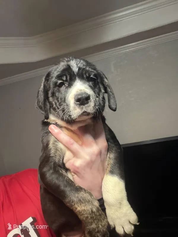 Collared – Australian Shepherd, Great Dane puppy for sale in Tulsa, OK