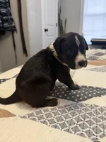 Collared, a male Australian Shepherd and Great Dane for sale in Tulsa, OK – Photo 2 of 4