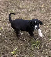 Hagrid, a male Australian Shepherd and Great Dane for sale in Tulsa, OK – Photo 2 of 4