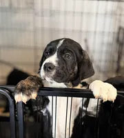 Hagrid, a male Australian Shepherd and Great Dane for sale in Tulsa, OK – Photo 1 of 4