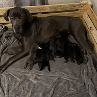Hagrid, a male Australian Shepherd and Great Dane for sale in Tulsa, OK – Photo 4 of 4