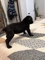 Black, a male Australian Shepherd and Great Dane for sale in Tulsa, OK – Photo 2 of 4