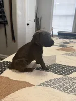 Blue, a male Australian Shepherd and Great Dane for sale in Tulsa, OK – Photo 2 of 4