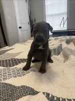 Blue, a male Australian Shepherd and Great Dane for sale in Tulsa, OK – Photo 1 of 4