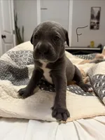 Blue/White Chin, a female Australian Shepherd and Great Dane for sale in Tulsa, OK – Photo 1 of 4