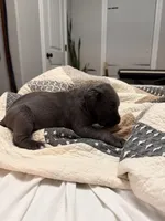 Blue/White Chin, a female Australian Shepherd and Great Dane for sale in Tulsa, OK – Photo 2 of 4