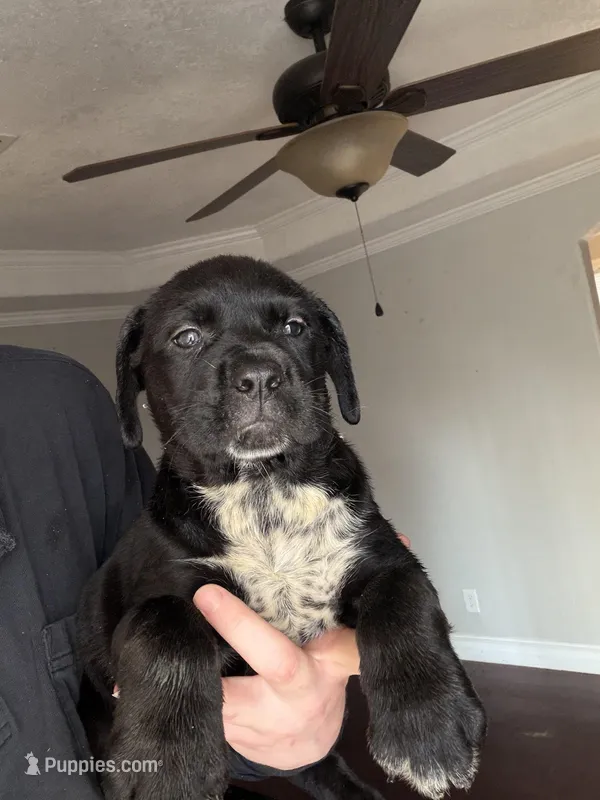 Spotted Toes – Australian Shepherd, Great Dane puppy for sale in Tulsa, OK