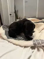 Spotted Toes, a female Australian Shepherd and Great Dane for sale in Tulsa, OK – Photo 2 of 2