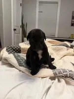 Black#2, a female Australian Shepherd and Great Dane for sale in Tulsa, OK – Photo 1 of 4