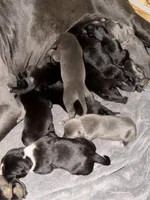 Black#2, a female Australian Shepherd and Great Dane for sale in Tulsa, OK – Photo 3 of 4