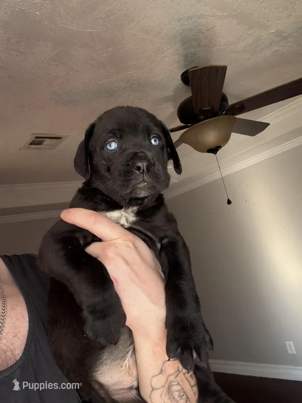 Black#2 – Australian Shepherd, Great Dane puppy for sale in Tulsa, OK