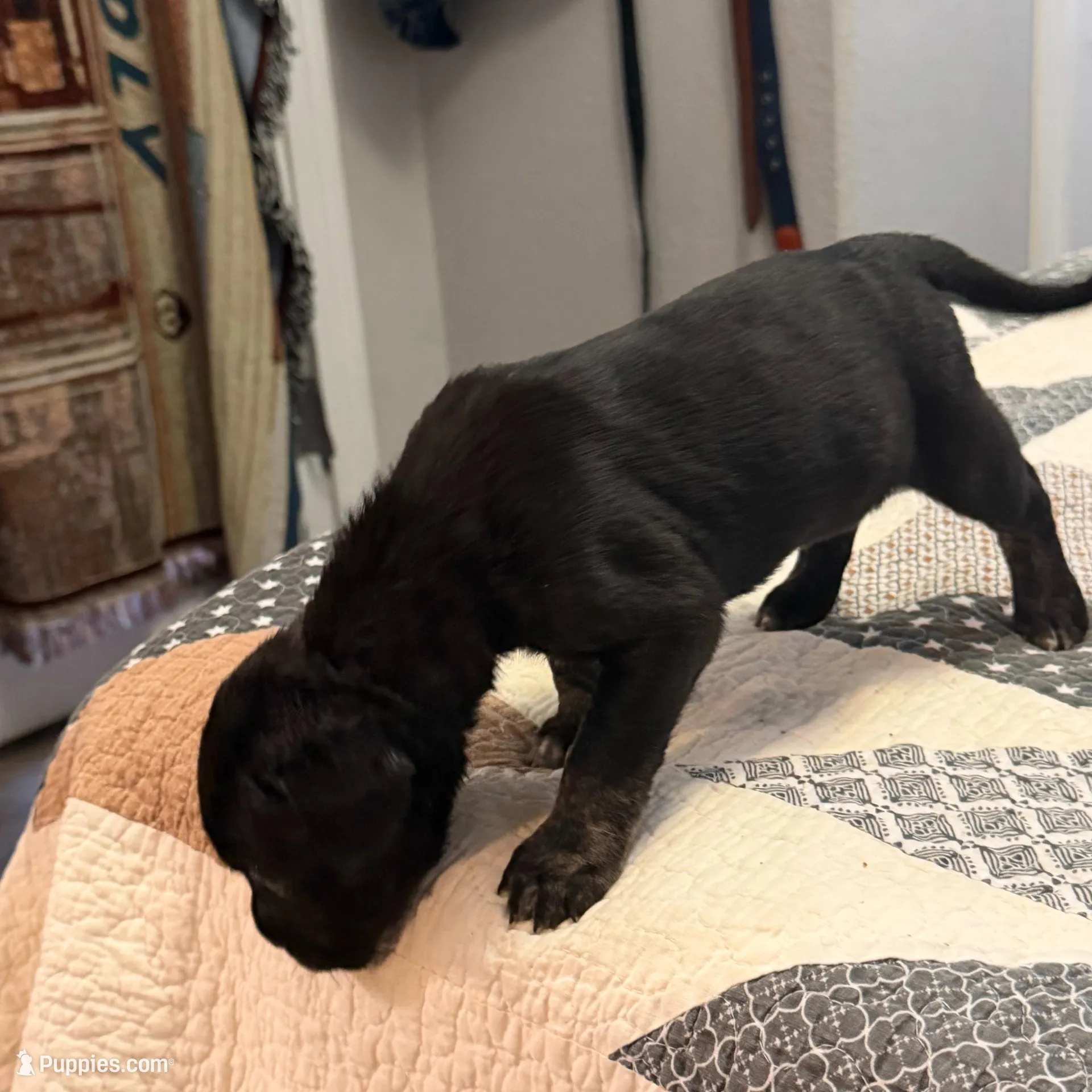 Brindle/Black, a female Australian Shepherd and Great Dane for sale in Tulsa, OK – Photo 2 of 4