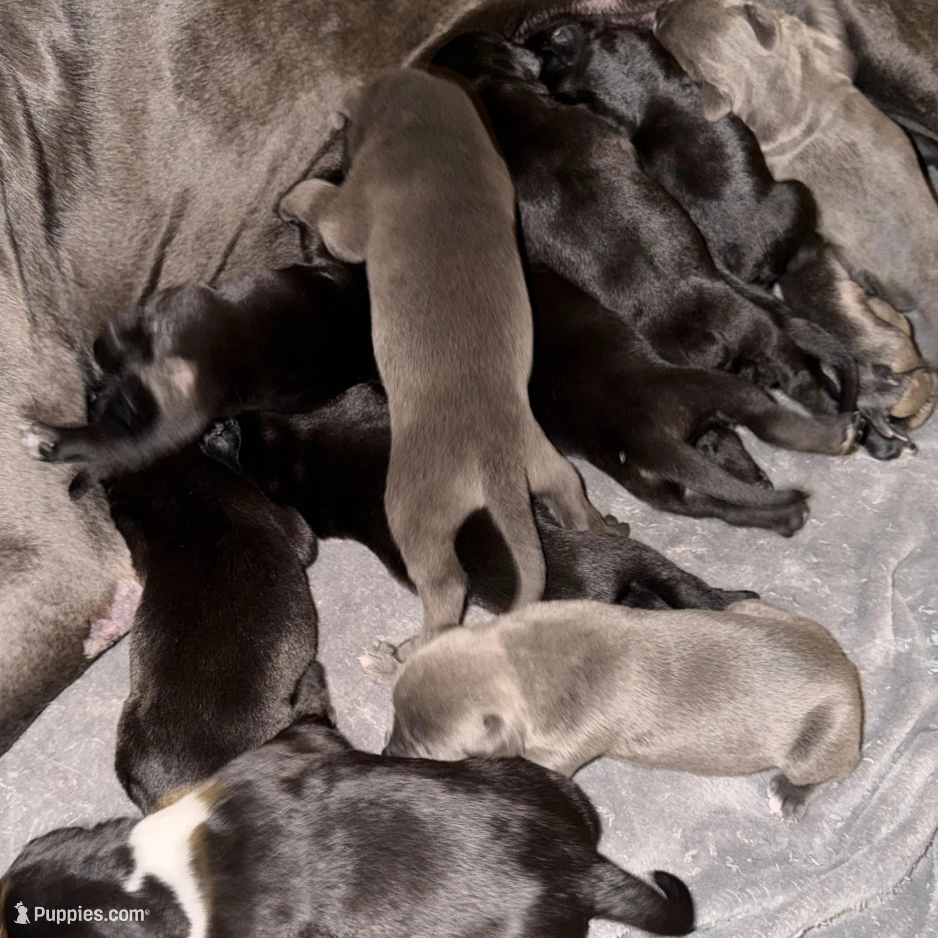 Brindle/Black, a female Australian Shepherd and Great Dane for sale in Tulsa, OK – Photo 3 of 4