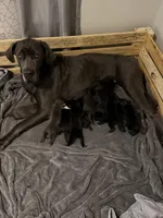 Blue #2, a male Australian Shepherd and Great Dane for sale in Tulsa, OK – Photo 3 of 3