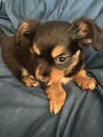 Leo, a male Chihuahua for sale in Blairsville, GA – Photo 2 of 2