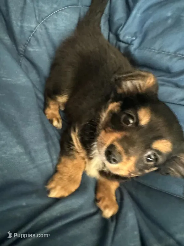 Leo – Chihuahua puppy on hold in Blairsville, GA