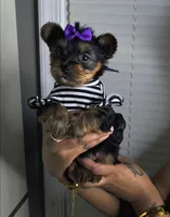 Charm, a female Yorkshire Terrier for sale in Chester, VA – Photo 4 of 4