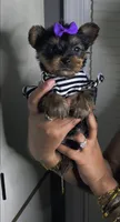 Charm, a female Yorkshire Terrier for sale in Chester, VA – Photo 3 of 4