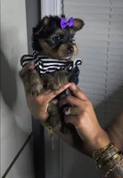 Charm, a female Yorkshire Terrier for sale in Chester, VA – Photo 2 of 4