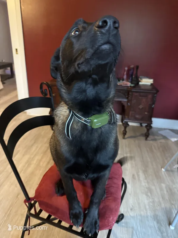 Salem – Belgian Malinois puppy for sale in Crofton, MD