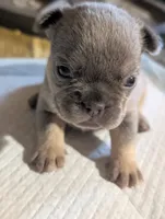 Akc mattie, a female French Bulldog for sale in Duncan, OK – 6 of 9