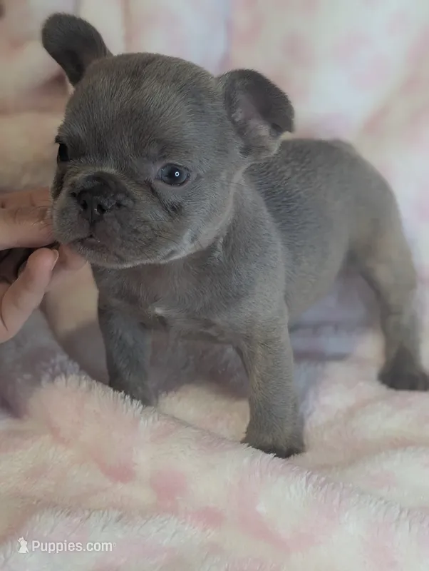 Akc tonka – French Bulldog puppy for sale in Duncan, OK