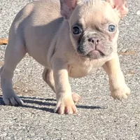 Tigger, a female French Bulldog for sale in Duncan, OK – 2 of 8