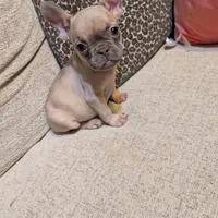 Tigger, a female French Bulldog for sale in Duncan, OK – 6 of 8