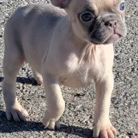 Tigger, a female French Bulldog for sale in Duncan, OK – 3 of 8