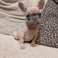 Tigger, a female French Bulldog for sale in Duncan, OK – 7 of 8