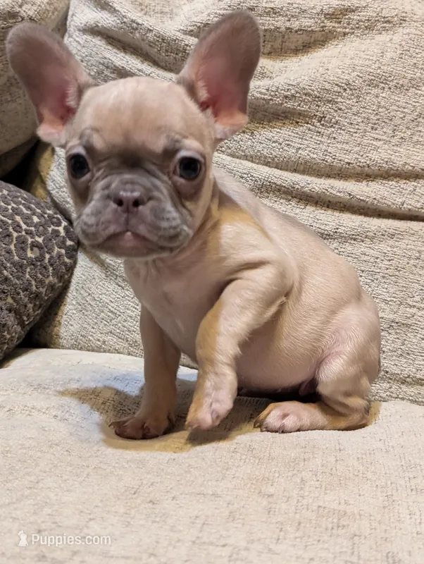Tigger – French Bulldog puppy on hold in Duncan, OK