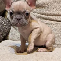 Tigger, a female French Bulldog for sale in Duncan, OK – 1 of 8