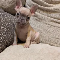 Tigger, a female French Bulldog for sale in Duncan, OK – 5 of 8