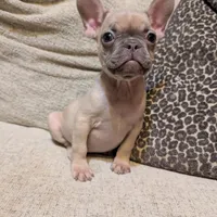 Tigger, a female French Bulldog for sale in Duncan, OK – 8 of 8