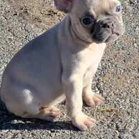 Tigger, a female French Bulldog for sale in Duncan, OK – 4 of 8