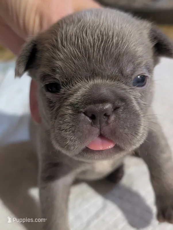 Akc henry – French Bulldog puppy for sale in Duncan, OK