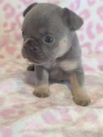 Akc mattie, a female French Bulldog for sale in Duncan, OK – 9 of 9