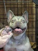 Akc tonka, a male French Bulldog for sale in Duncan, OK – 3 of 3