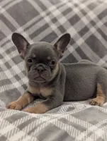 Kodak akc, a female French Bulldog for sale in Duncan, OK – 6 of 7