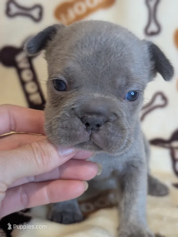Akc shelby – French Bulldog puppy for sale in Duncan, OK