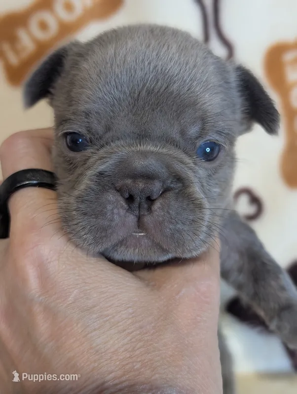 Akc henry – French Bulldog puppy for sale in Duncan, OK